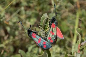 colored butterflies on plants
