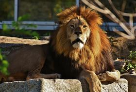 Lion Predator Dangerous