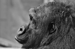 Gorilla Monkey Animal