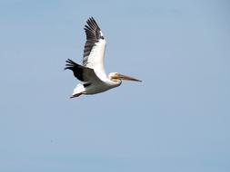 Pelecanus Pelican Flight