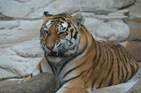 Tiger Roar Teeth