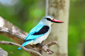 Kingfisher Bird Nature