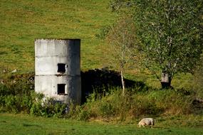 Ruin Grass Sheep