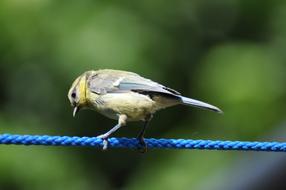 Tit Bird Songbird