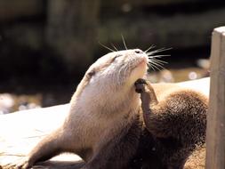 Otter Grooming Animal