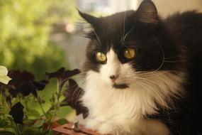 Cat Flowers Balcony