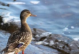 Duck Lake Wildlife