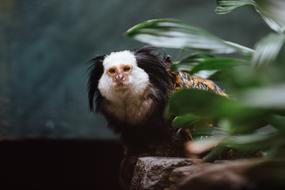 Animal Marmoset Monkey