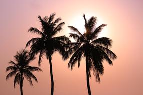 Sunset Coconut Trees Beautiful