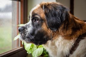 Dog St Bernard Pet