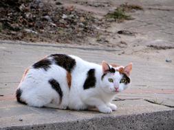 Cat Mammal Slow Living
