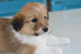 Puppy Pup Dog