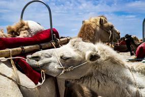 Camel White Animal