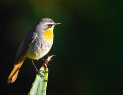 Cape Robin-Chat Bird Avian
