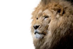 Lion Isolated Cut Out Big