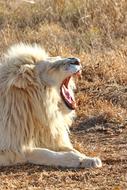 White Lion in wildlife Portrait