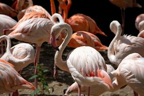 Flamingos Bird Salmon