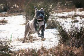 Dog Amstaff at Winter