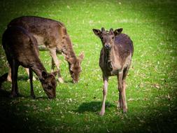 Wild Fallow Deer on meadow