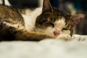 Cat Friend Nice