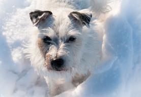 Terrier Dog Snow