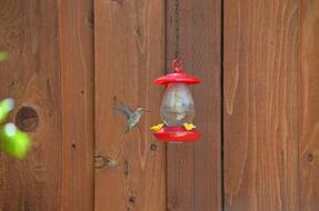 Hummingbird Feeder Bird Nature