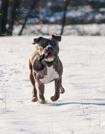 running dog in the snow