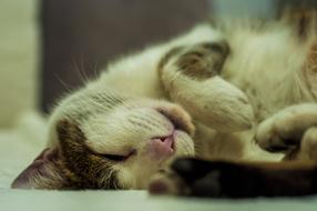 Cat Pet Fur
