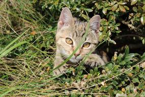 Kitten Animal Pussy