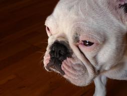 Animals Dog Pet French