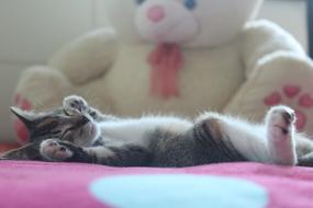 Kitten Sleep Dream