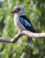 Ledňák Bird Kookaburra
