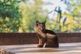 Cat Kitten Cute