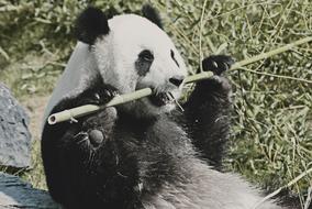 Panda Animal Cute