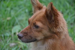 Dog Hair