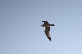 a big bird in the blue sky