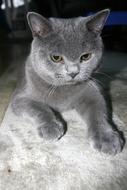 Cat Bkh Pet