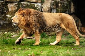 Lion King Africa
