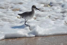 Water Bird Sea