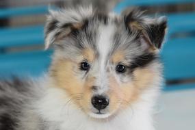 portrait of Puppy Shetland Sheepdog