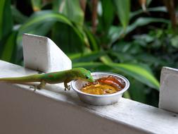 Gecko Hawaii Animal