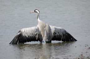 Common Crane Grus Eurasian
