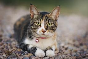 Cat Animal Pet