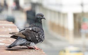 Do Photo Dove Animal