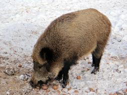 big boar in the winter forest