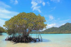 Pahawangisland Natur Sea