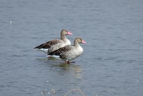 Bird Goose Greylag