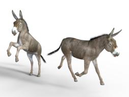 donkey horse mule animal livestock