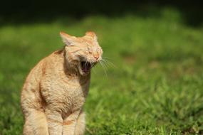 Animal Cat Park