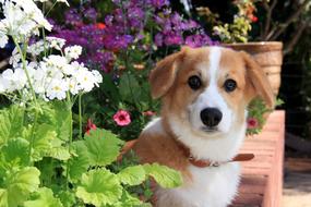 Dog Puppy Flowers